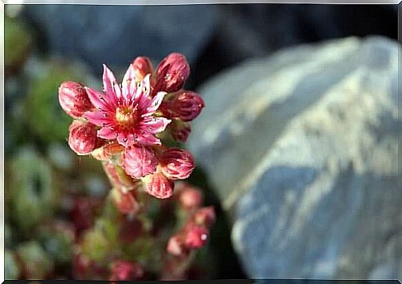 Flowers growing beside stone