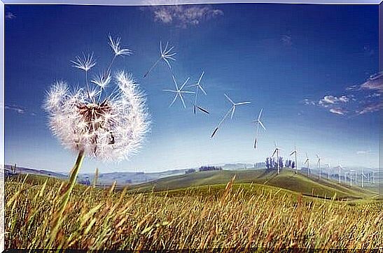 dandelion in the field