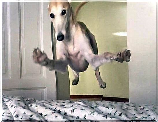 dog-jumping-in-bed