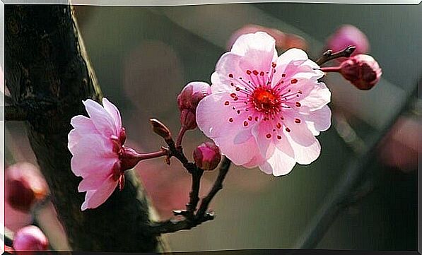 pink flower