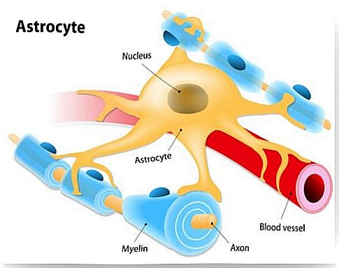 astrocyte structure