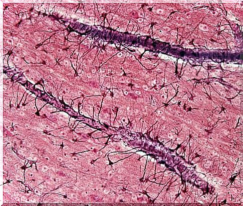 Astrocytes: Nerve Path Builders