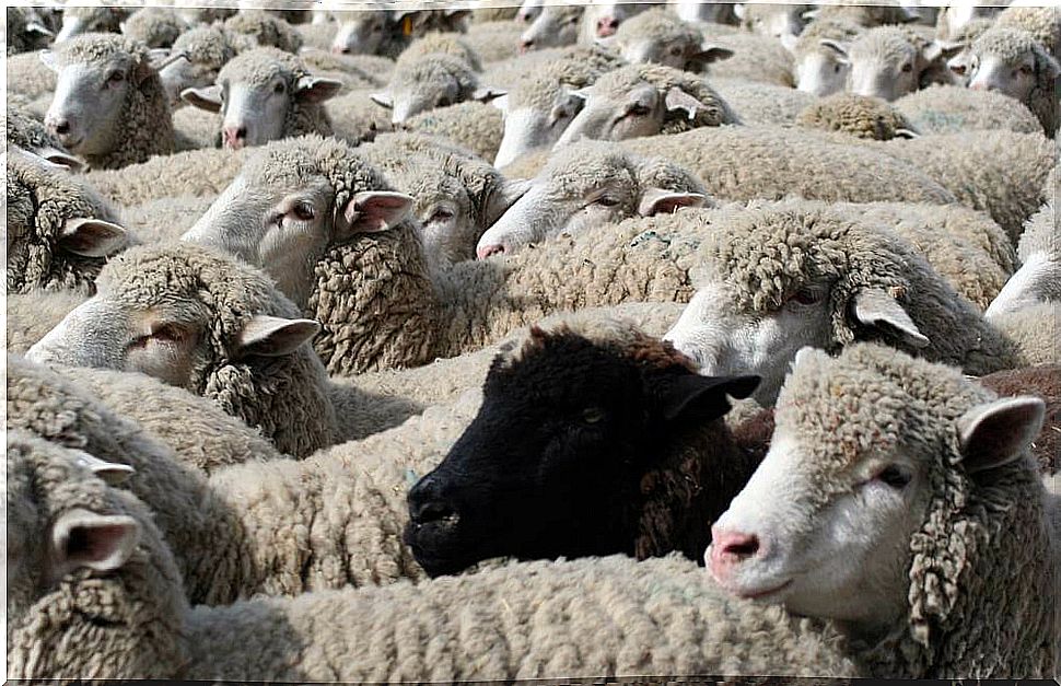 Be the black sheep in a flock of white sheep