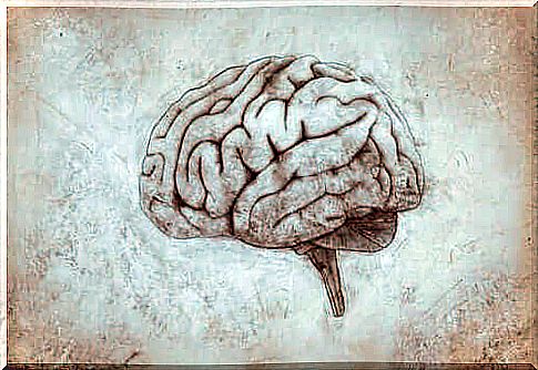 Diencephalon: structure, functions and curiosities