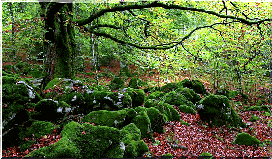 Forest bath: an antidote to stress