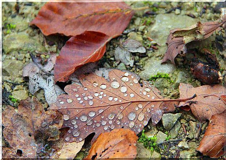 autumn leaves