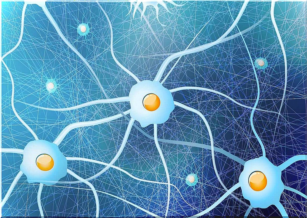 central nervous system