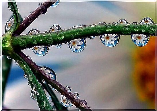 Dew drops on plant