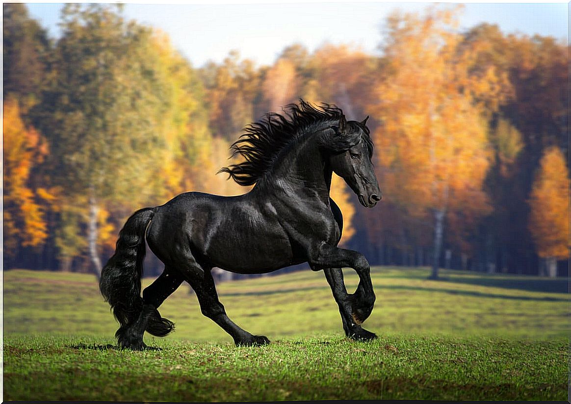 Frisian horse, one of the most beautiful animals