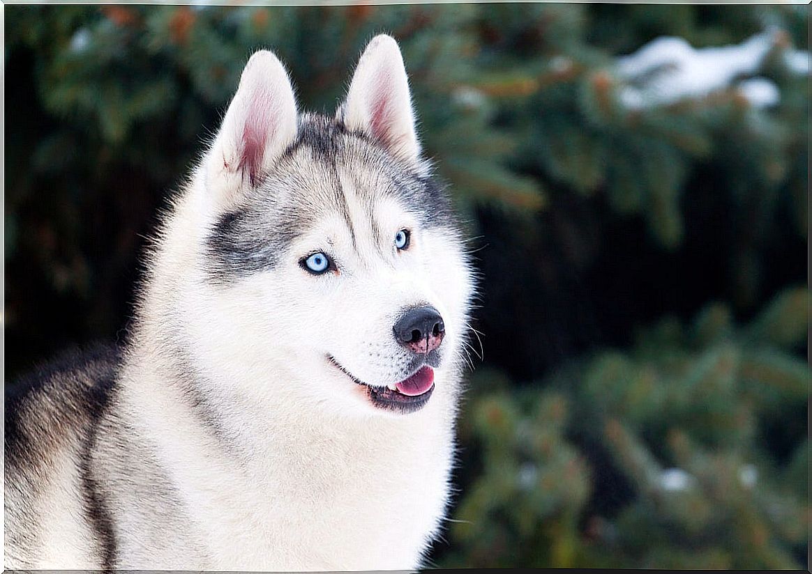 husky