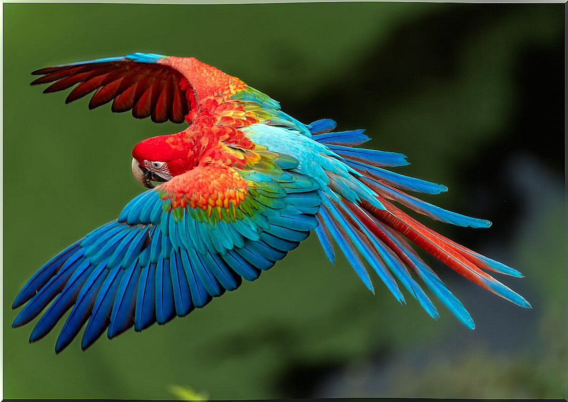 Macaw