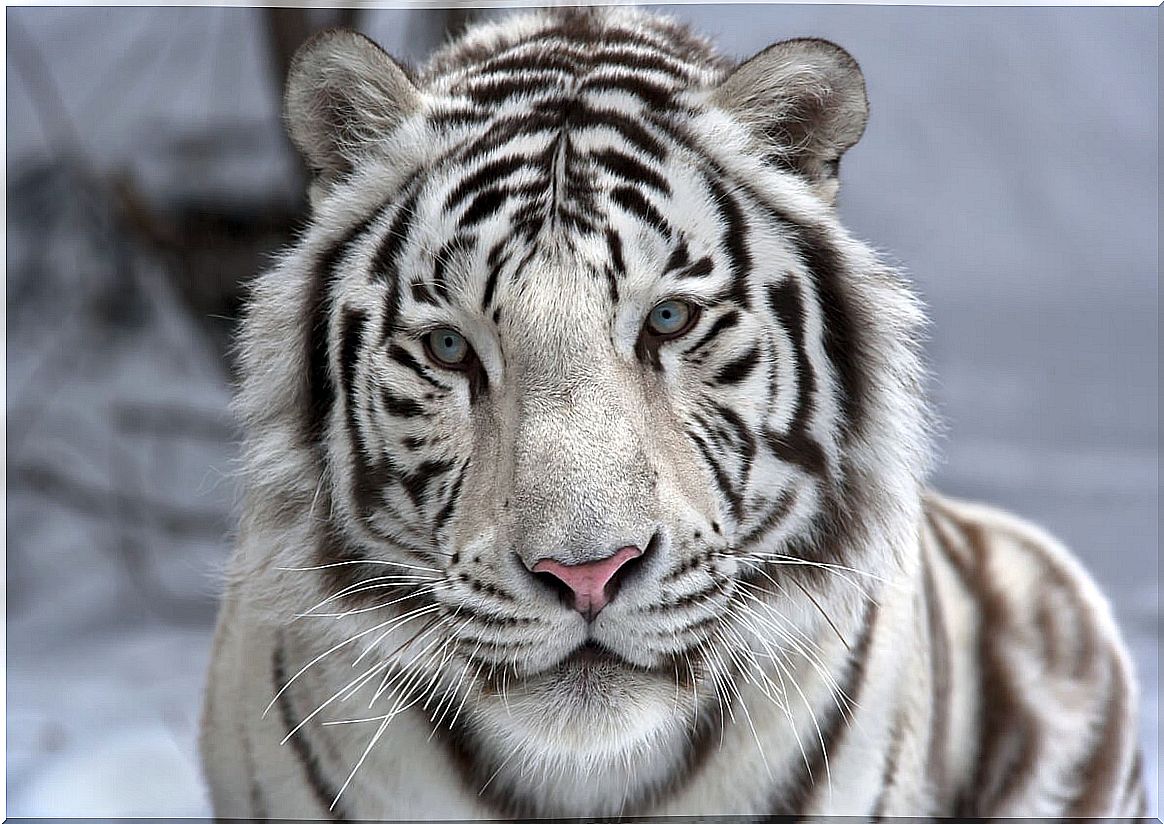 White Bengal Tiger, one of the cutest animals