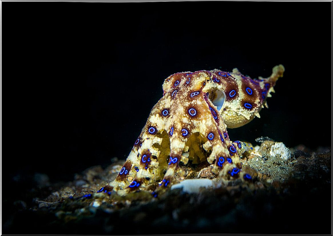 octopus with blue rings