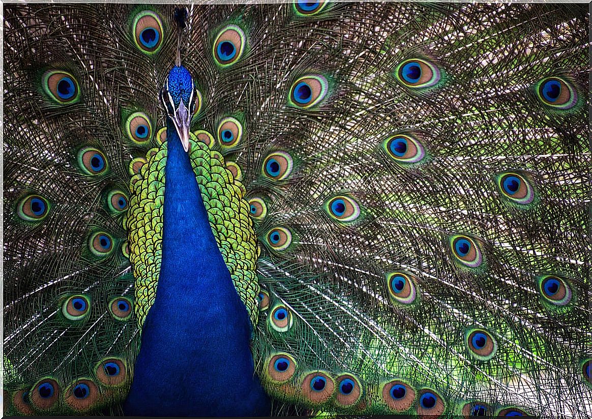 The peacock, one of the most beautiful animals