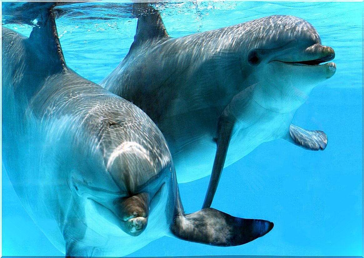 dolphins