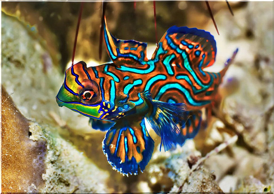 mandarin fish