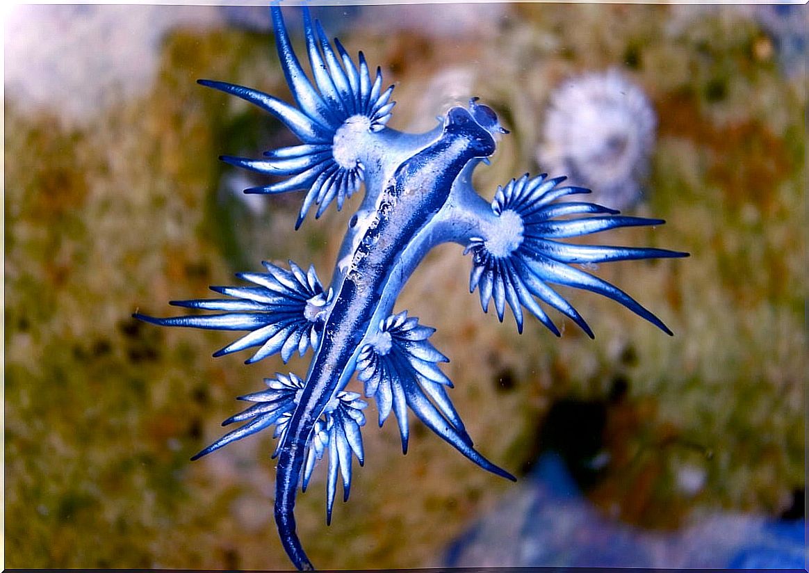 Blue dragon, one of the cutest animals