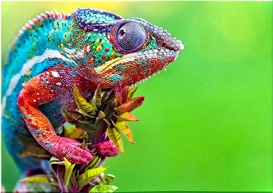 colorful chameleon