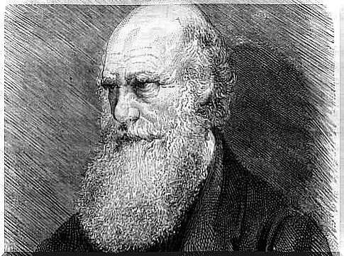 Drawing by Charles Darwin